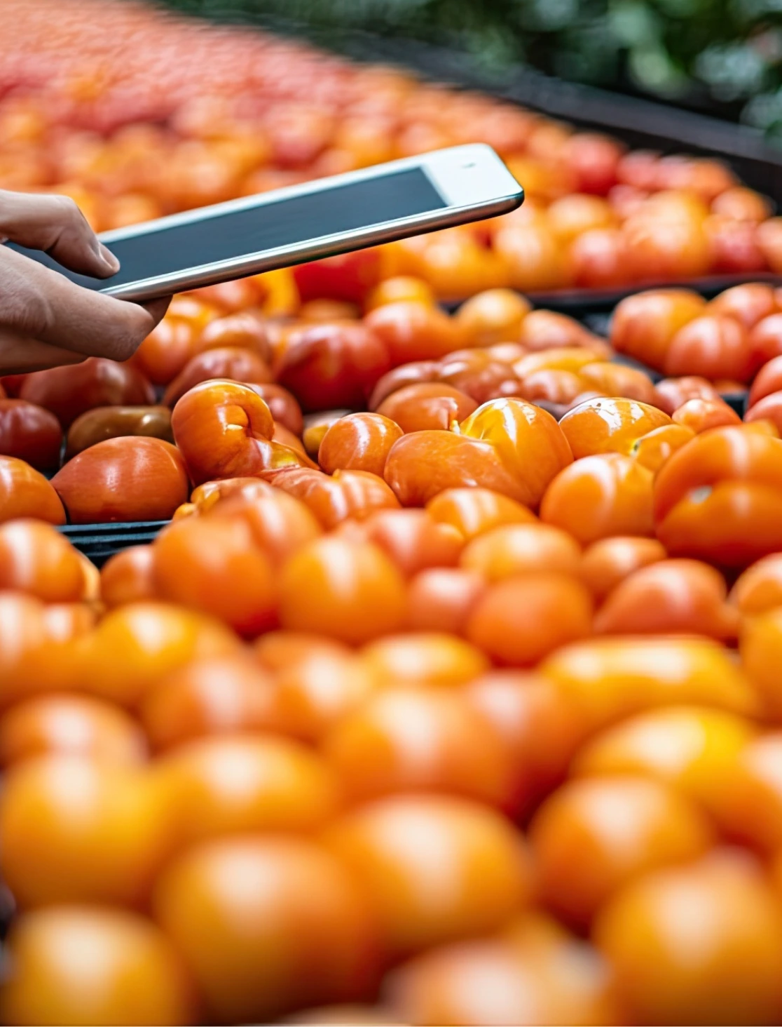 Controllo digitale attraverso uno smartphone del quantitativo di frutta
